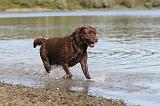 LABRADOR 265